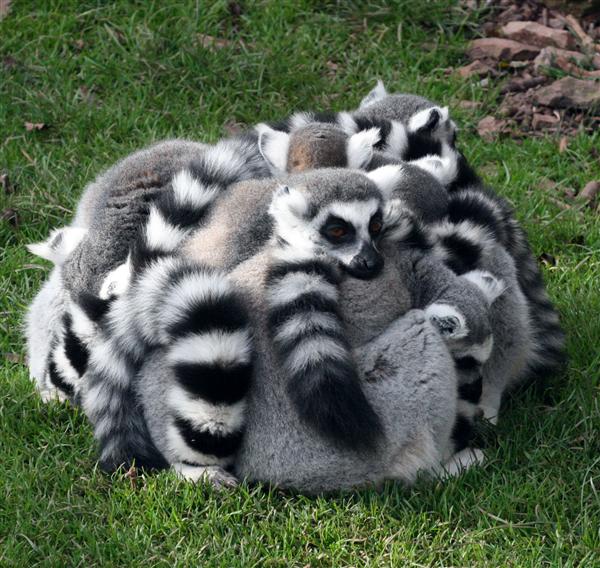 Lemur-group-hug