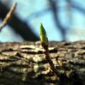 a green twig sprouting from thick bark