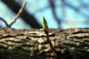a green twig sprouting from thick bark